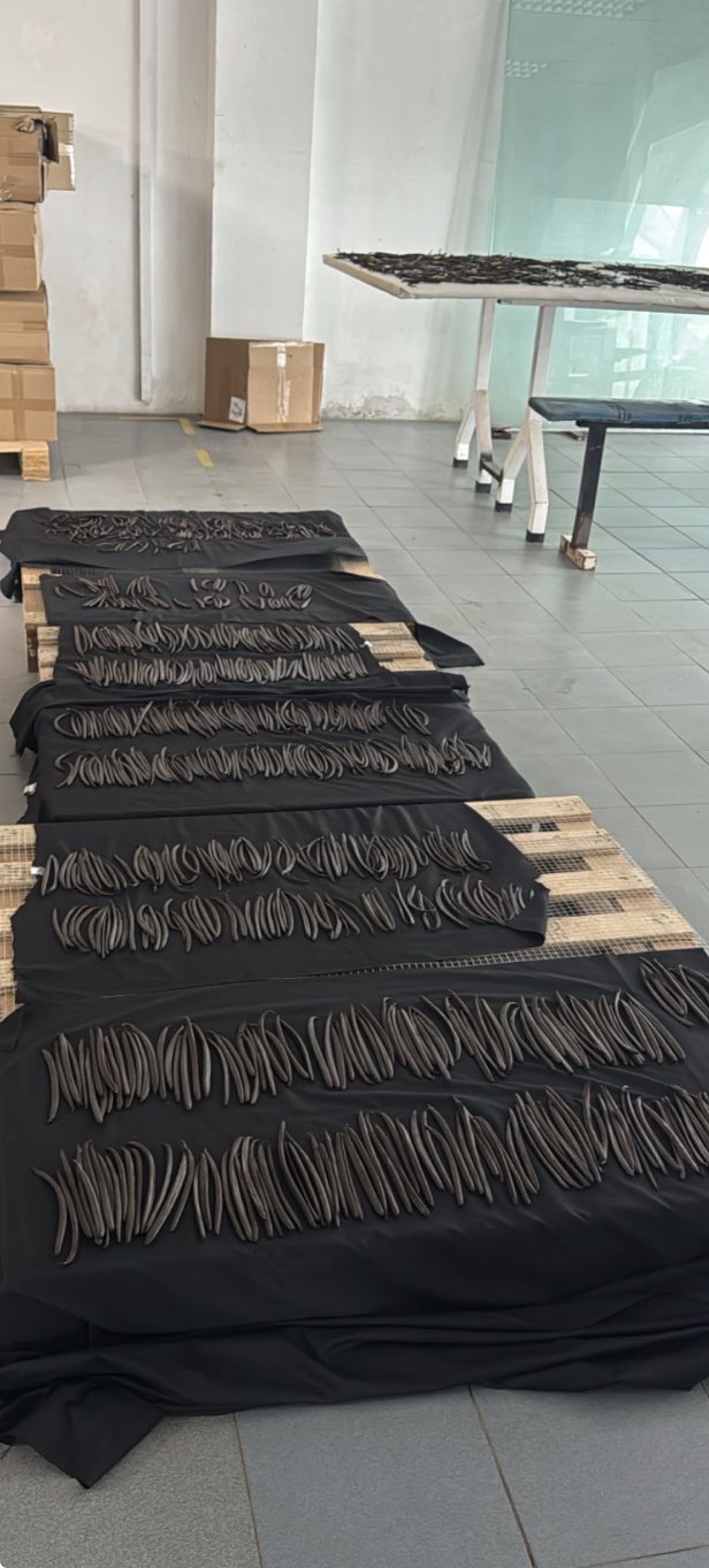 Tempat produksi vanilla beans dari PT Vettera Agri Resources