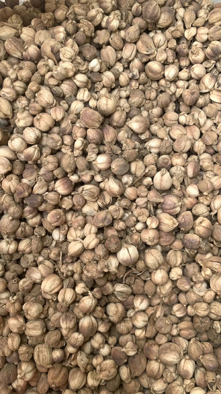 Foto produk Cardamom / Kapulaga